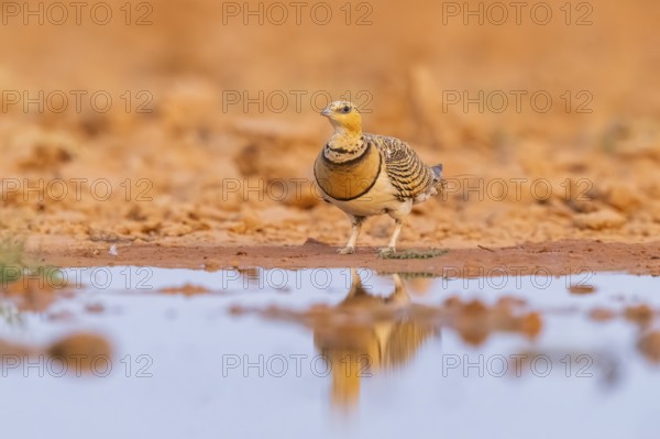 Pin-tailed Sandgrouse (Pterocles alchata) on a farmers field at a water pool, Belchite, Aragon, Saragossa, Spain