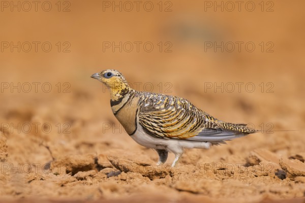 Pin-tailed Sandgrouse (Pterocles alchata) on a farmers field, Belchite, Aragon, Saragossa, Spain