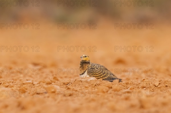 Pin-tailed Sandgrouse (Pterocles alchata) on a farmers field, Belchite, Aragon, Saragossa, Spain