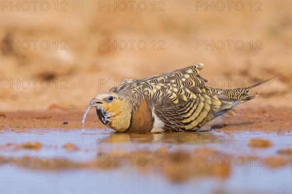 Pin-tailed Sandgrouse (Pterocles alchata) on a farmers field drinking at a water pool, Belchite, Aragon, Saragossa, Spain