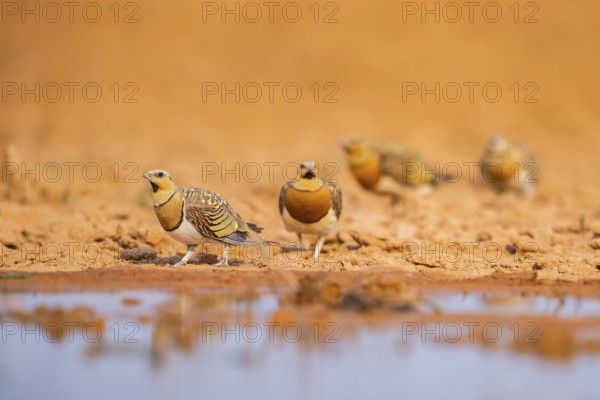 Pin-tailed Sandgrouse (Pterocles alchata) on a farmers field at a water pool, Belchite, Aragon, Saragossa, Spain