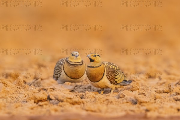 Pin-tailed Sandgrouse (Pterocles alchata) on a farmers field, Belchite, Aragon, Saragossa, Spain
