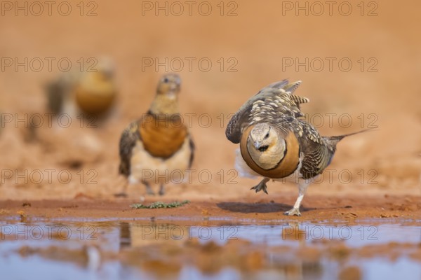Pin-tailed Sandgrouse (Pterocles alchata) on a farmers field at a water pool, Belchite, Aragon, Saragossa, Spain