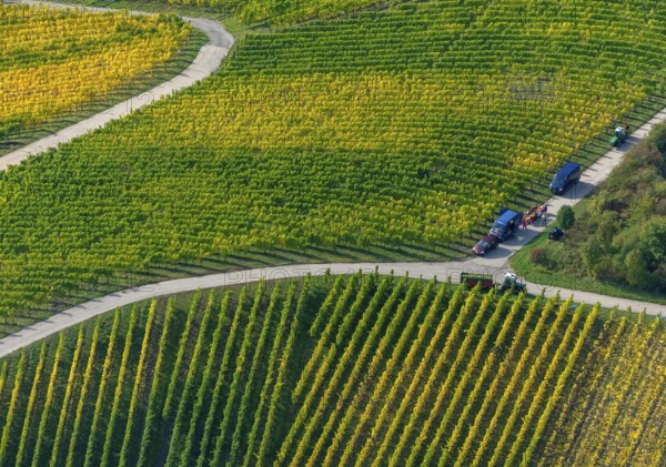 Aerial photo, wine-growing region Moselle Luxembourg, vineyards, Wellenstein, Saarland, Grevenmacher, Luxembourg, Europe, birds-eyes view, aerial photography, aerial photography, overview, overview, bird's eye view