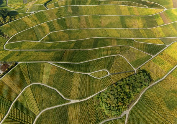 Aerial photo, wine-growing region Moselle Luxembourg, vineyards, Wellenstein, Saarland, Grevenmacher, Luxembourg, Europe, birds-eyes view, aerial photography, aerial photography, overview, overview, bird's eye view