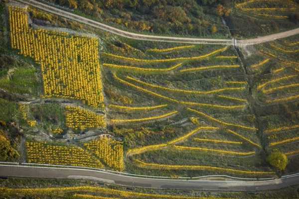 Serpentine roads in the vineyards of Oberwesel near Loreley, Rhine valley, Rhine wine, colourful vine leaves, Golden October, Oberwesel, Rhine-Hunsrück district, Rhineland-Palatinate, Germany, Europe, aerial view, birds-eyes view, aerial photography, aerial photography, overview, bird's eye view