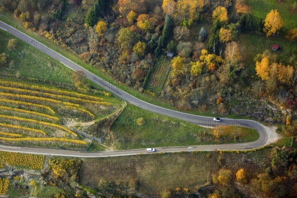 Serpentine roads in the vineyards of Oberwesel near Loreley, Rhine valley, Rhine wine, colourful vine leaves, Golden October, Oberwesel, Rhine-Hunsrück district, Rhineland-Palatinate, Germany, Europe, aerial view, birds-eyes view, aerial photography, aerial photography, overview, bird's eye view