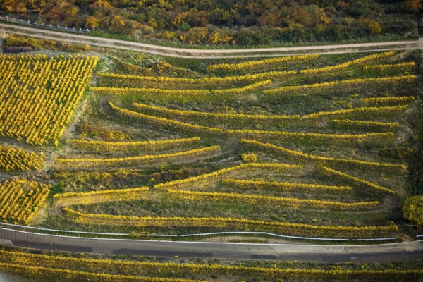 Serpentine roads in the vineyards of Oberwesel near Loreley, Rhine valley, Rhine wine, colourful vine leaves, Golden October, Oberwesel, Rhine-Hunsrück district, Rhineland-Palatinate, Germany, Europe, aerial view, birds-eyes view, aerial photography, aerial photography, overview, bird's eye view