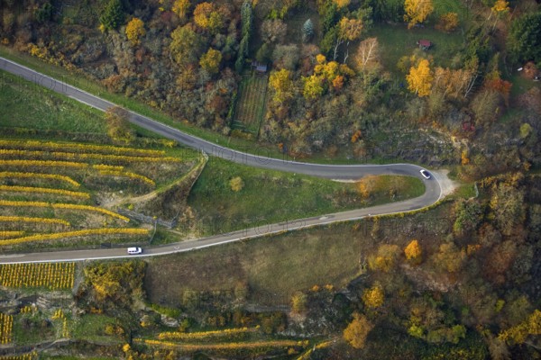 Serpentine roads in the vineyards of Oberwesel near Loreley, Rhine valley, Rhine wine, colourful vine leaves, Golden October, Oberwesel, Rhine-Hunsrück district, Rhineland-Palatinate, Germany, Europe, aerial view, birds-eyes view, aerial photography, aerial photography, overview, bird's eye view