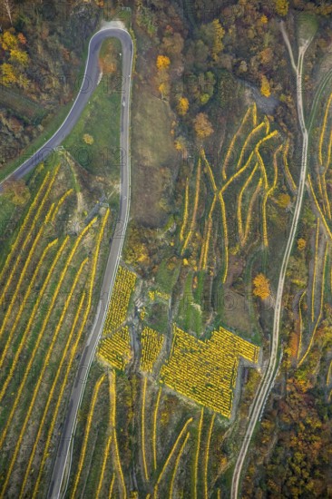Serpentine roads in the vineyards of Oberwesel near Loreley, Rhine valley, Rhine wine, colourful vine leaves, Golden October, Oberwesel, Rhine-Hunsrück district, Rhineland-Palatinate, Germany, Europe, aerial view, birds-eyes view, aerial photography, aerial photography, overview, bird's eye view
