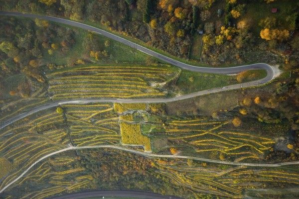 Serpentine roads in the vineyards of Oberwesel near Loreley, Rhine valley, Rhine wine, colourful vine leaves, Golden October, Oberwesel, Rhine-Hunsrück district, Rhineland-Palatinate, Germany, Europe, aerial view, birds-eyes view, aerial photography, aerial photography, overview, bird's eye view