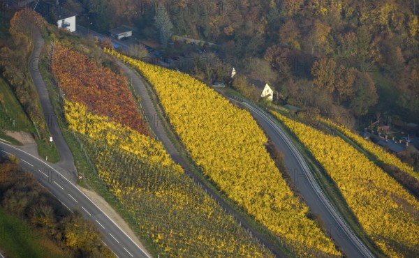 Colourful autumn leaves, vine leaves, vineyard, Sankt Goar, Rhine Valley, Rhineland-Palatinate, Germany, Europe, aerial view, birds-eyes view, aerial photography, aerial photography, overview, bird's eye view