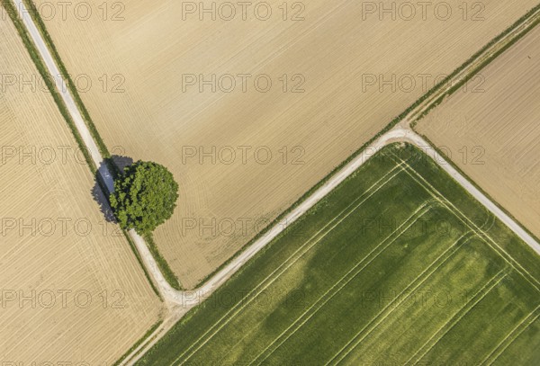 Aerial view of agricultural landscape with a tree at the intersection of two field paths, fields and meadows, agriculture, field path, tree with shadow, graphic structure, wayside crosses, Hamm, North Rhine-Westphalia, Germany