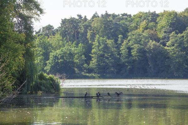 Outer mill pond with herons in Harburg City Park, Harburg, Hamburg, Germany