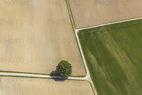 Aerial view, tree in the field, Unterm Trachtenberg, Balve, Sauerland, North Rhine-Westphalia, Germany, DE, Europe, shapes and colours, green trees, art, aerial view, aerial photography, aerial photography, overview, bird's-eye view, meadows and fields, birds-eyes view, overview, graphic structures, cover picture, field path and tree, crossroads, Langenholthausen