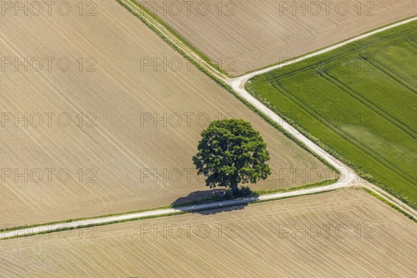 Aerial view, tree in the field, Unterm Trachtenberg, Balve, Sauerland, North Rhine-Westphalia, Germany, DE, Europe, shapes and colours, green trees, art, aerial view, aerial photography, aerial photography, overview, bird's-eye view, meadows and fields, birds-eyes view, overview, graphic structures, cover picture, field path and tree, crossroads, Langenholthausen