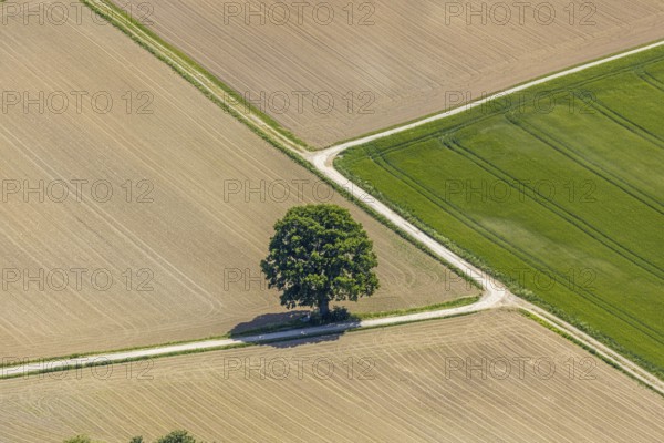 Aerial view, tree in the field, Unterm Trachtenberg, Balve, Sauerland, North Rhine-Westphalia, Germany, DE, Europe, shapes and colours, green trees, art, aerial view, aerial photography, aerial photography, overview, bird's-eye view, meadows and fields, birds-eyes view, overview, graphic structures, cover picture, field path and tree, crossroads, Langenholthausen
