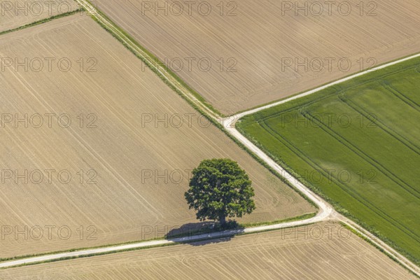 Aerial view, tree in the field, Unterm Trachtenberg, Balve, Sauerland, North Rhine-Westphalia, Germany, DE, Europe, shapes and colours, green trees, art, aerial view, aerial photography, aerial photography, overview, bird's-eye view, meadows and fields, birds-eyes view, overview, graphic structures, cover picture, field path and tree, crossroads, Langenholthausen