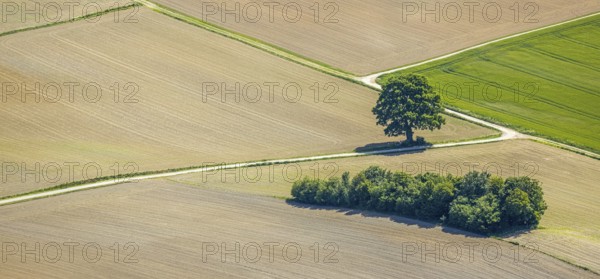 Aerial view, tree in the field, Unterm Trachtenberg, Balve, Sauerland, North Rhine-Westphalia, Germany, DE, Europe, shapes and colours, green trees, art, aerial view, aerial photography, aerial photography, overview, bird's-eye view, meadows and fields, birds-eyes view, overview, graphic structures, cover picture, field path and tree, crossroads, Langenholthausen