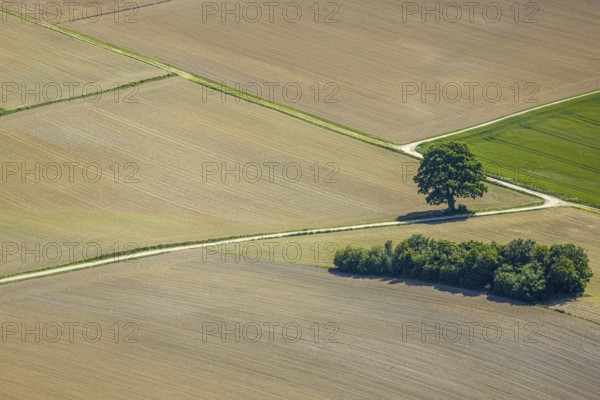 Aerial view, tree in the field, Unterm Trachtenberg, Balve, Sauerland, North Rhine-Westphalia, Germany, DE, Europe, shapes and colours, green trees, art, aerial view, aerial photography, aerial photography, overview, bird's-eye view, meadows and fields, birds-eyes view, overview, graphic structures, cover picture, field path and tree, crossroads, Langenholthausen