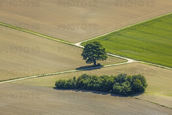 Aerial view, tree in the field, Unterm Trachtenberg, Balve, Sauerland, North Rhine-Westphalia, Germany, DE, Europe, shapes and colours, green trees, art, aerial view, aerial photography, aerial photography, overview, bird's-eye view, meadows and fields, birds-eyes view, overview, graphic structures, cover picture, field path and tree, crossroads, Langenholthausen