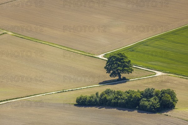 Aerial view, tree in the field, Unterm Trachtenberg, Balve, Sauerland, North Rhine-Westphalia, Germany, DE, Europe, shapes and colours, green trees, art, aerial view, aerial photography, aerial photography, overview, bird's-eye view, meadows and fields, birds-eyes view, overview, graphic structures, cover picture, field path and tree, crossroads, Langenholthausen
