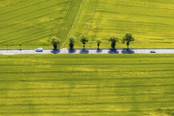 Aerial view, row of trees on country road, federal road 229, Langenholthausen, Balve, Sauerland, North Rhine-Westphalia, Germany, federal road B229, DE, Europe, shapes and colours, green trees, aerial view, aerial photography, aerial photography, overview, bird's-eye view, meadows and fields, birds-eyes view, overview