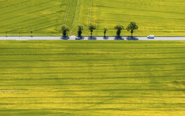 Aerial view, row of trees on country road, federal road 229, Langenholthausen, Balve, Sauerland, North Rhine-Westphalia, Germany, federal road B229, DE, Europe, shapes and colours, green trees, aerial view, aerial photography, aerial photography, overview, bird's-eye view, meadows and fields, birds-eyes view, overview