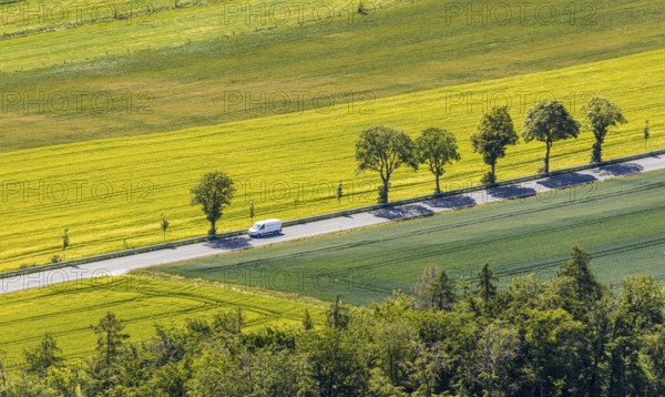 Aerial view, row of trees on country road, federal road 229, Langenholthausen, Balve, Sauerland, North Rhine-Westphalia, Germany, federal road B229, DE, Europe, shapes and colours, green trees, aerial view, aerial photography, aerial photography, overview, bird's-eye view, meadows and fields, birds-eyes view, overview