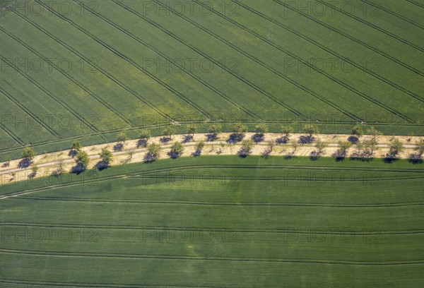 Aerial view, row of trees in the field at Leither Bach, Bochum-Wattenscheid, Ruhr area, North Rhine-Westphalia, Germany, DE, Europe, shapes and colours, green trees, aerial view, aerial photography, aerial photography, overview, bird's eye view, meadows and fields, birds-eyes view, overview, avenue