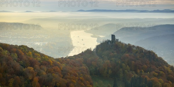 Drachenfels castle ruins against the backdrop of the Rhine, Rhine valley, Rhine, colourful autumn leaves, autumn forest, Königswinter, Siebengebierge between Königswinter and Bad Honnef, autumn leaves, North Rhine-Westphalia, Germany, Europe, aerial photo, birds-eyes view, aerial photograph, aerial photography, aerial photography, overview, bird's eye view
