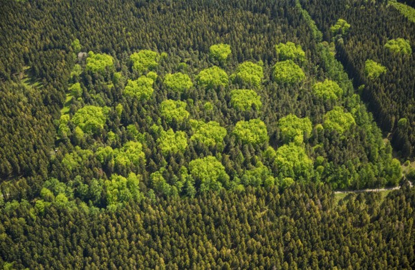 Mixed forest in spring, fresh green, deciduous forest, coniferous forest, Hürtgenwald, Eifel, North Rhine-Westphalia, Germany, Europe, aerial photo, birds-eyes view, aerial photography, aerial photography, overview, bird's eye view