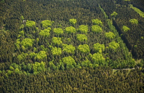 Mixed forest in spring, fresh green, deciduous forest, coniferous forest, Hürtgenwald, Eifel, North Rhine-Westphalia, Germany, Europe, aerial photo, birds-eyes view, aerial photography, aerial photography, overview, bird's eye view
