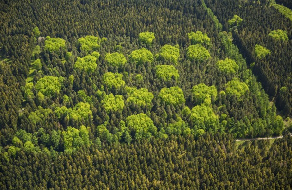 Mixed forest in spring, fresh green, deciduous forest, coniferous forest, Hürtgenwald, Eifel, North Rhine-Westphalia, Germany, Europe, aerial photo, birds-eyes view, aerial photography, aerial photography, overview, bird's eye view
