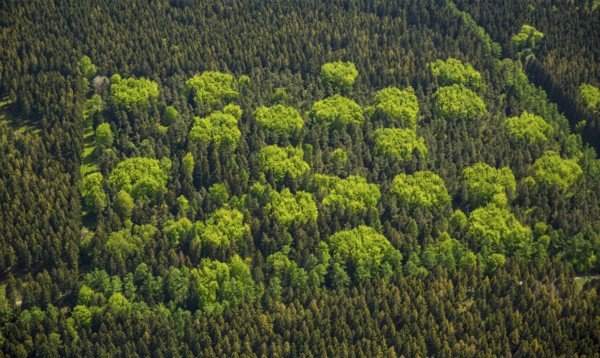 Mixed forest in spring, fresh green, deciduous forest, coniferous forest, Hürtgenwald, Eifel, North Rhine-Westphalia, Germany, Europe, aerial photo, birds-eyes view, aerial photography, aerial photography, overview, bird's eye view