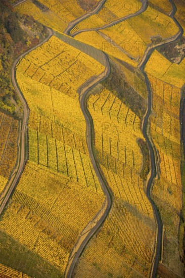 Rhine valley on the left bank of the Rhine with vineyards and autumn leaves, steep vineyards, paths in the vineyard, Boppard, Rhine valley, Rhineland-Palatinate, Germany, Europe, aerial view, birds-eyes view, aerial photography, aerial photography, overview, bird's eye view