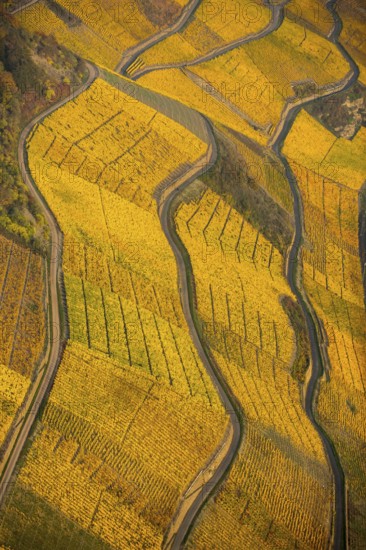 Rhine valley on the left bank of the Rhine with vineyards and autumn leaves, steep vineyards, paths in the vineyard, Boppard, Rhine valley, Rhineland-Palatinate, Germany, Europe, aerial view, birds-eyes view, aerial photography, aerial photography, overview, bird's eye view