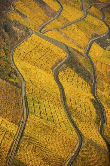 Rhine valley on the left bank of the Rhine with vineyards and autumn leaves, steep vineyards, paths in the vineyard, Boppard, Rhine valley, Rhineland-Palatinate, Germany, Europe, aerial view, birds-eyes view, aerial photography, aerial photography, overview, bird's eye view