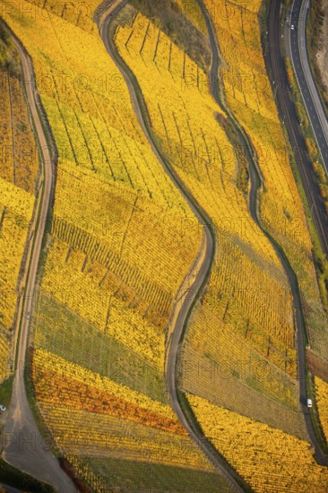 Rhine valley on the left bank of the Rhine with vineyards and autumn leaves, steep vineyards, paths in the vineyard, Boppard, Rhine valley, Rhineland-Palatinate, Germany, Europe, aerial view, birds-eyes view, aerial photography, aerial photography, overview, bird's eye view