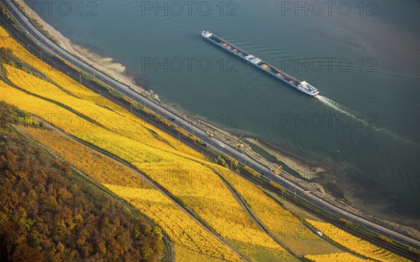 Rhine valley on the left bank of the Rhine with vineyards and autumn leaves, steep vineyards, paths in the vineyard, Boppard, Rhine valley, Rhineland-Palatinate, Germany, Europe, aerial view, birds-eyes view, aerial photography, aerial photography, overview, bird's eye view