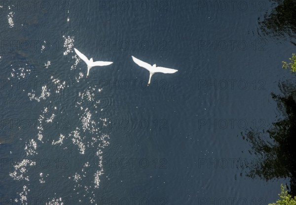 Aerial view, swans in flight over the river Ruhr, Volmarstein, weather, Ruhr area, North Rhine-Westphalia, Germany, DE, Europe, aerial view, aerial photography, aerial photography, nature, animals, overview, bird's-eye view, overview