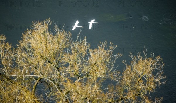 Aerial view, swans in flight over the river Ruhr, Volmarstein, weather, Ruhr area, North Rhine-Westphalia, Germany, DE, Europe, aerial view, aerial photography, aerial photography, nature, animals, overview, bird's-eye view, overview