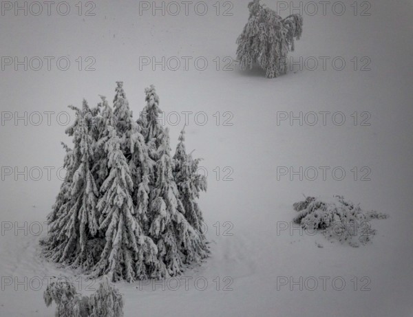 Aerial view of the snowy winter landscape of Winterberg below the Kahler Asten with snow-covered trees and firs in the Sauerland in North Rhine-Westphalia, Germany, Sauerland, Europe, aerial photo, birds-eyes view, aerial photography, aerial photography, overview, bird's eye view, lockdown, closed winter landscape, corona lockdown, deserted, snow, winter weather, corona-related lockdown, high heath in winter