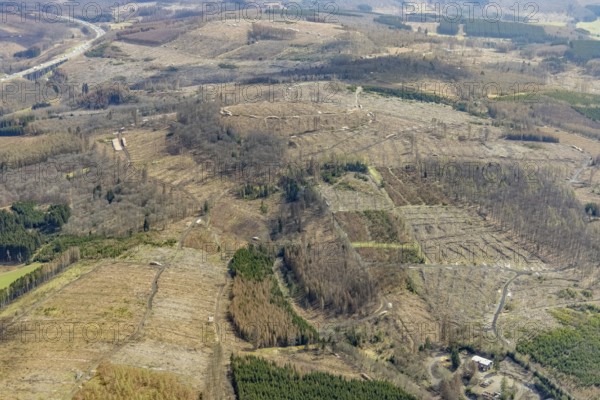 Aerial view, forest damage in the forest area Baudenberg, Zeppenfeld, Neunkirchen, Siegerland, North Rhine-Westphalia, Germany, d 0.051826 0.215077, tree death, Bautenberger Straße, DE, Europe, hilly landscape, district Siegen-Wittgenstein, aerial view, aerial photography, aerial photography, overview, bird's-eye view, forest, forest area, forest damage, forest death, birds-eyes view, overview