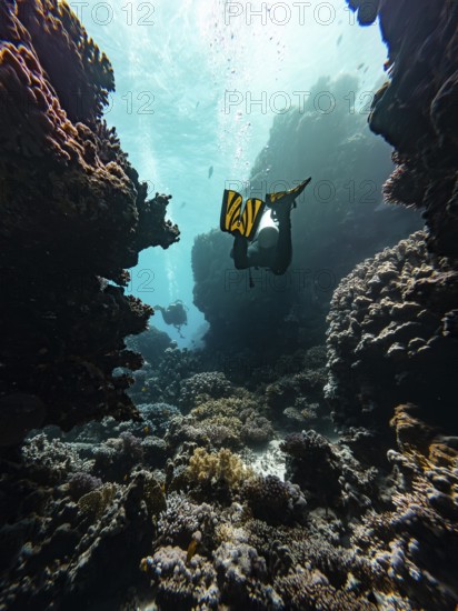 Scuba, diving, red sea, diver, canyon, underwater, landscape