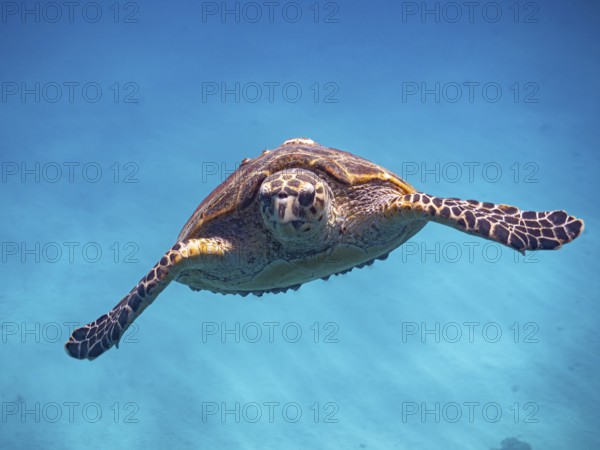 Red Sea, underwater, scuba, coral reef, Egypt, Hurghada, clear water, habitat, ecosystem, turtle, portrait, animal portrait, hawksbill turtle