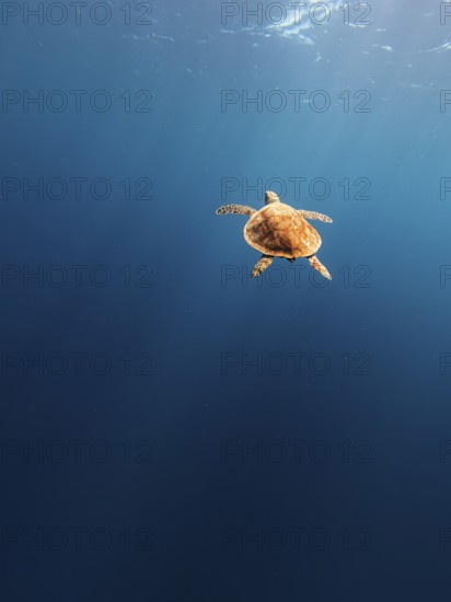 Turtle, sea, blue, open water, calm, relaxed, hawksbill turtle, sea turtle, relaxed, mood, calmness