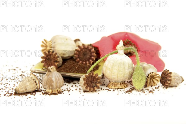 Still life of garden poppies. Capsules and seeds