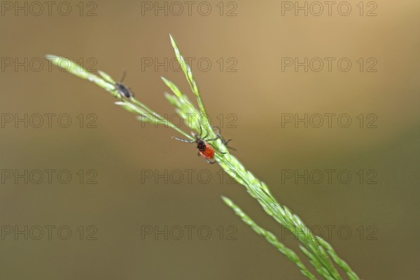 Ticks on the blade of grass. Danger in the bush and garden