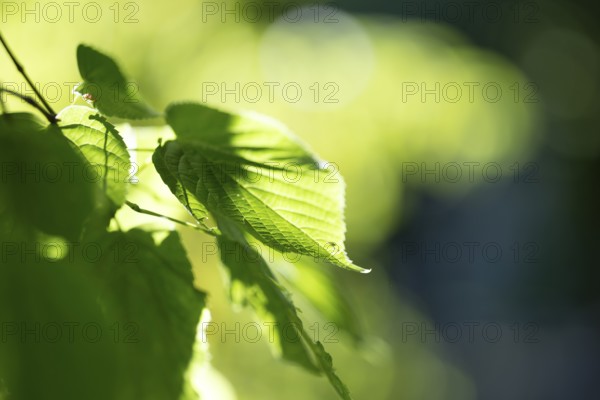 Pale green leaf of a lime tree (Tilia) with light reflections in amospheric sunlight, Cologne, North Rhine-Westphalia, Germany